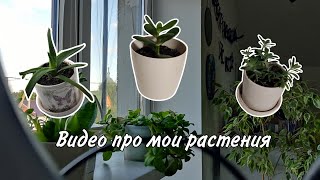 Видео про мои растения