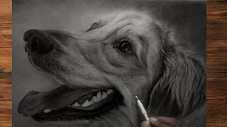 Drawing Realistic Dog Tutorial For Beginners / Fur drawing / Indenting technique / Sketching Animal