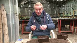 How to grow lobelia from seed part 1 @stinkyditchnursery750 Jan ‘22