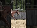 How To Get A Young Horse To Focus On The Cow  2