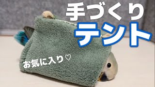 【尊い】作ったテントをこんなにも気に入ってくれるなんて…親孝行ですか？コザクラインコ雛|生後1ヶ月|ブルーチェリー