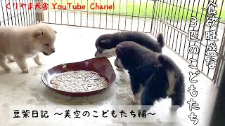 【仔犬】【豆柴】豆柴日記 ～美空のこどもたち、離乳食編