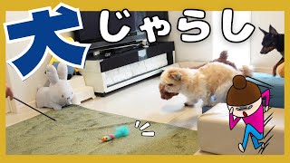 猫じゃらしで犬を追いかけるwww～多頭飼い～チワワ・シーズー・ミニチュアピンシャー・トイプードル