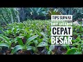 Tips Supaya Bibit Anggrek Cepat Besar