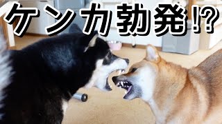 【多頭飼いあるある？】売られたケンカどうなる！？