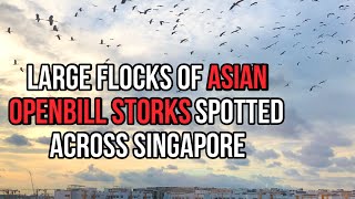 Large Flocks of Asian Openbill Storks Spotted Across Singapore