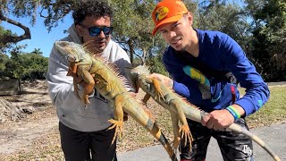 Florida Iguana hunting! Catching iguanas by Bass Pro Shop!