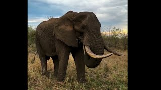 Huge Elephant Feast Time | Sabi Sands | 9 November 2024