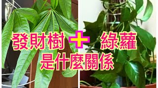 發財樹和綠蘿種植在一起，可以互補長短，￼綠蘿簡易扦插繁殖的方法，如何養成綠蘿柱 #綠蘿扦插繁殖 #發財樹 #如何養成綠蘿柱 #绿萝怎么养 #綠蘿 #绿萝 ￼#发财树