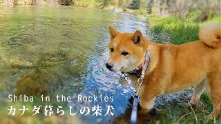 いきなりの猛暑！湧き水の小川で至福の川遊びをする柴犬ナラ｜カナダ海外生活｜Shiba Inu, blissfully playing in a spring creek