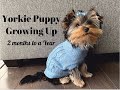 Yorkie Puppy Growing Up: 2 Months to a Year