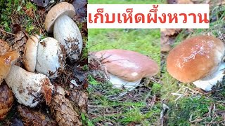 เก็บเห็ดผึ้งหวานหมานสวยเจอเห็ดเนยกลุ่มใหญ่ Mushroom Porcini