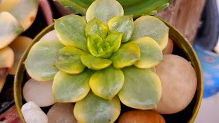 🟠PARAGUAENSE VARIEGATA 🟠VICTOR KANE 💫e outras #suculentas variegata de muito fácil cultivo 🌼 🧡