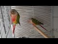 pineapple  Conure || Red rector || BD Birds Park || Available