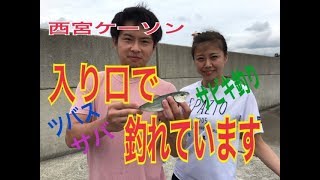 西宮ケーソン 入り口でサビキ好調 fishingmax 武庫川