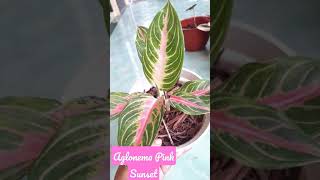 Aglonema Pink Sunset, aglonema cantik Tanaman hias cantik