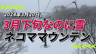 2024年3月20日 ネコママウンテン ３月下旬でもまだまだハイシーズン並み