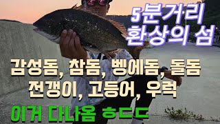 참돔이 터졌다고!! 그런데 참돔이 끝이 아니다?!?!!! 감성돔,참돔,벵에돔,돌돔,고등어,전갱이,우럭 까지 다 나오는 5분거리 환상의 섬 곤리도!!