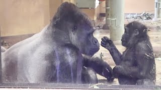 Gorilla⭐️ Kintaro is not at all afraid of his father, who is much bigger than himself.【Momotaro】