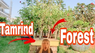 Tamrind Forest 😱|| Available At BonsaiGardenNursery || Watch This Video