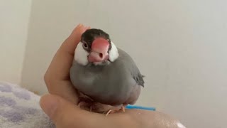 【文鳥】むにゃむにゃ眠たいなぁ…