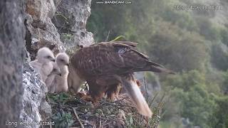 Kurhannik (Buteo rufinus) IZRAEL -  karmienie  2020 04 06