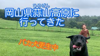 【バカ犬？】久々のドッグランにバテバテになる愛犬