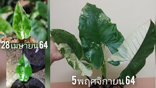 บอนกระดาษดำด่าง/alocasia black stem variegated/บอนดำด่าง ep.5