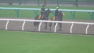 2019.08.08 札幌競馬場 ゴーフォザサミット\u0026タワーオブロンドン