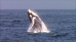 9.8.21 Breaching Humpback Whale #Monterey #MontereyBay