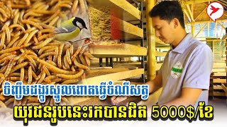 ចិញ្ចឹមដង្កូវស្នូលពោតធ្វើចំណីសត្វ យុវជន​រូបនេះរកបានជិត 5000$/ខែ | កម្មវិធីកសិកម្ម