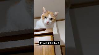 寒波が不安な猫くん #猫かわいい