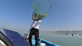 新年第一趟出海钓鱼，大鲈鱼大黄鲷通通来捧场，喜获开门红【大锋子】