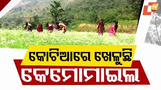 German Chamomile Flower Is Blooming in Every Field in Koraput District