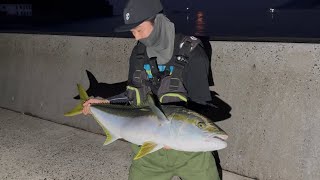 【10キロ超え】堤防から激流の海へアジを泳がせたら、、