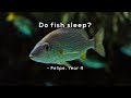 Do fish sleep?