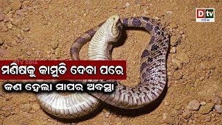 ମଣିଷକୁ କାମୁଡି ଦେବା ପରେ କଣ ହେଲା ସାପର ଅବସ୍ଥା  | Odianews  live updates#DtvOdia