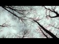 Mystic Trees