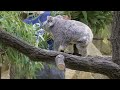 koala log コアラログ 80 東山動植物園 241024 🐨