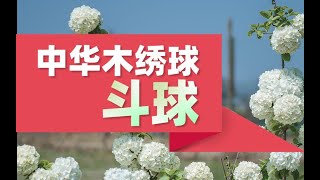 【屋檐园艺课堂】中华木绣球斗球