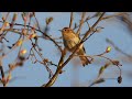 tiltaltti laulaa common chiffchaff singing phylloscopus collybita zilpzalp Пеночка теньковка