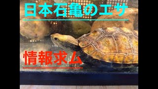 日本石亀のエサ問題#ニホンイシガメ #亀飼育 #エサ