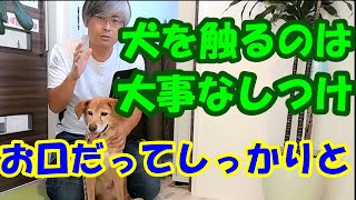 仔犬のうちに身につけよう。　犬を触ることは大事です。　犬の口を意識して触ること！