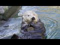 what does a sea otter eat