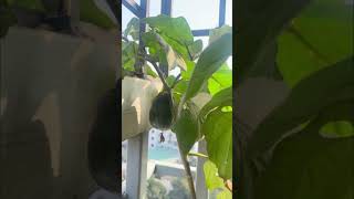 আমার বারান্দা বাগান#shortvideo#shortsfeed#shorts#gardening#