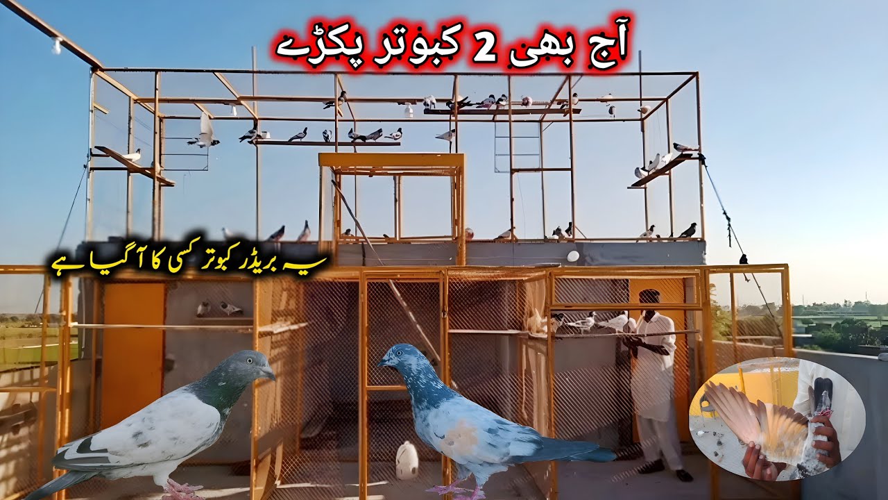 2 Awaara Kabootar Pakray Next Season Ki Tayaari Start Sheikhoo