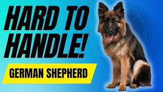 7 Reasons Most People Cant Handle a German Shepherd Dog