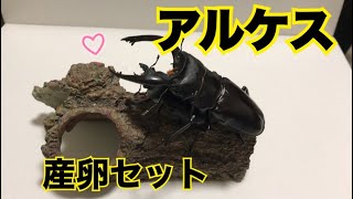 【産卵セット】福袋の中身に入っていたアルケスツヤクワガタの産卵セット組んでみる《アルケス#1》