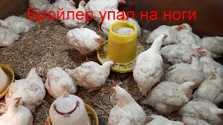 Бройлер упал на ноги.Выращивание бройлера .