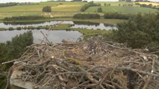 Further Buzzard Attack Witnessed On Osprey Nest